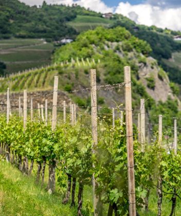 klausen-wein-weinwanderweg_santifaller[4]